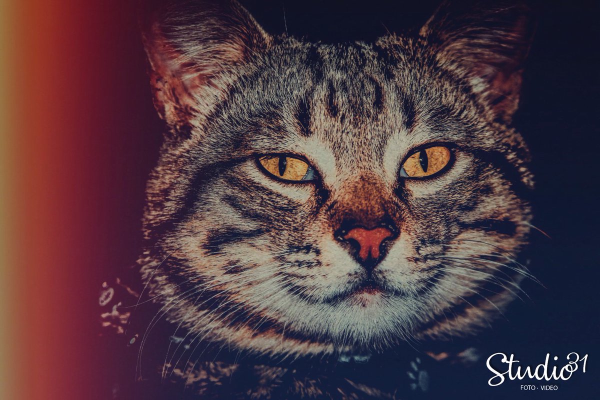 NestorStudio31's tweet photo. “Dios creó al gato para ofrecer al hombre el placer de acariciar un tigre”. 
-Victor Hugo
#DíaInternacionalDelGato 🐯 #ĐejateVer #Benito https://t.co/lKLEYkXVuK