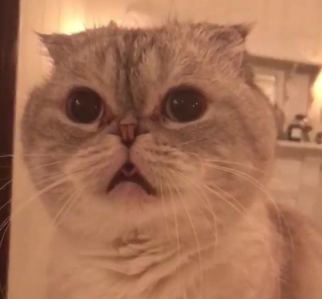 danniheartstay's tweet image. #catcold