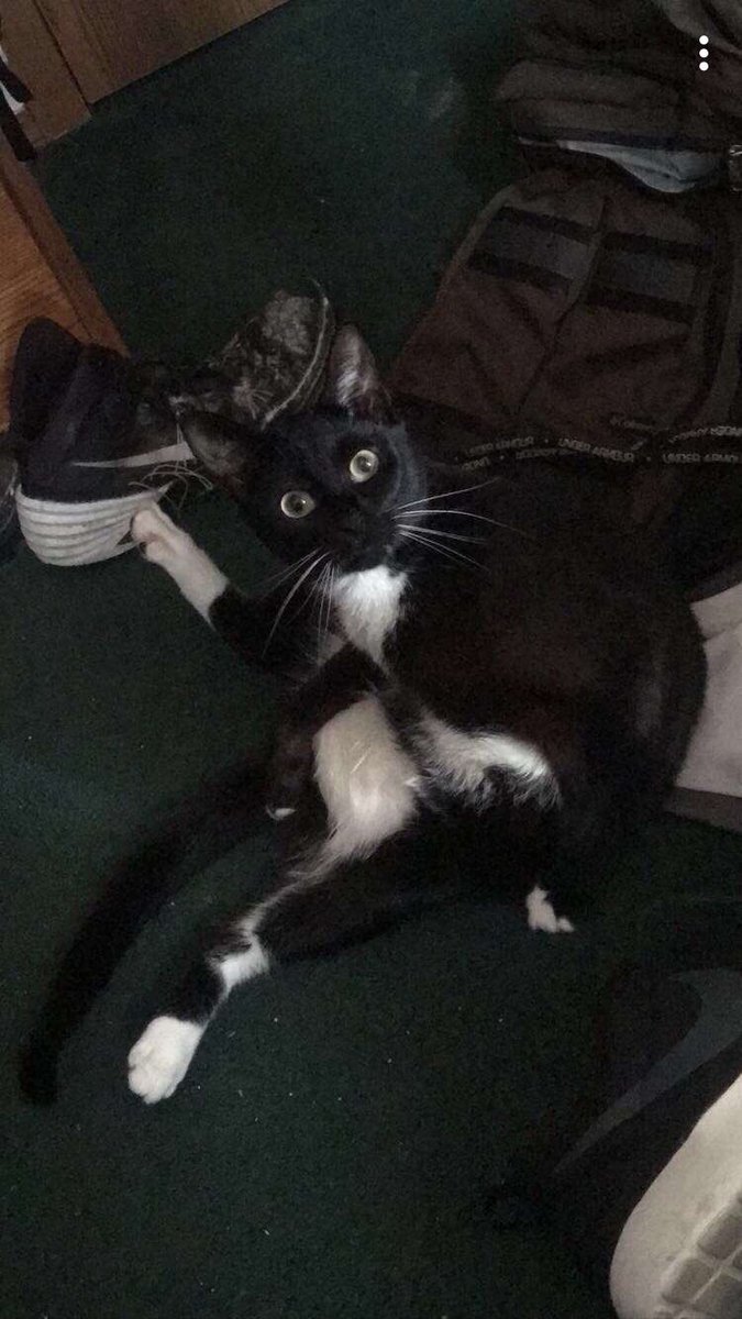 NotThadCastle8's tweet photo. #InternationalCatDay https://t.co/uUM1GYsrE4