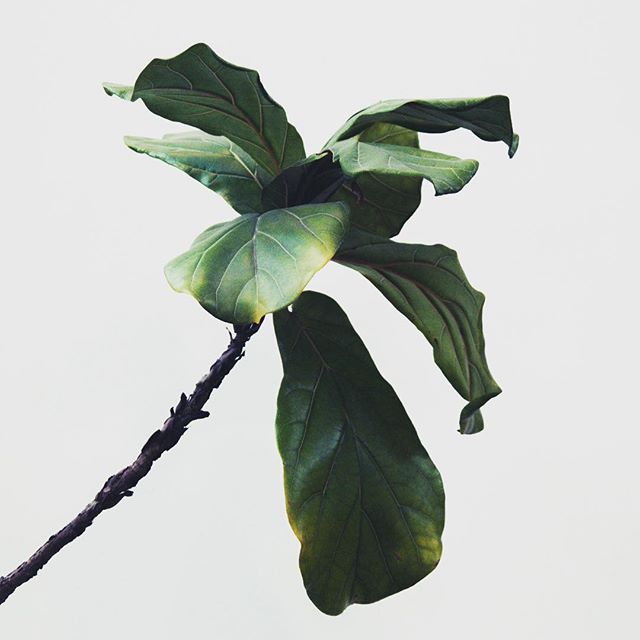 The Fiddle-Leaf Fig (ficus lyrata): one of our favorite things. 🍃
⠀⠀
#plantpeople #plantstyle #crueltyfree #greenbeauty #figtree #shopsmall #simplethings #plantsmakepeoplehappy #greenspace #happyvibes
