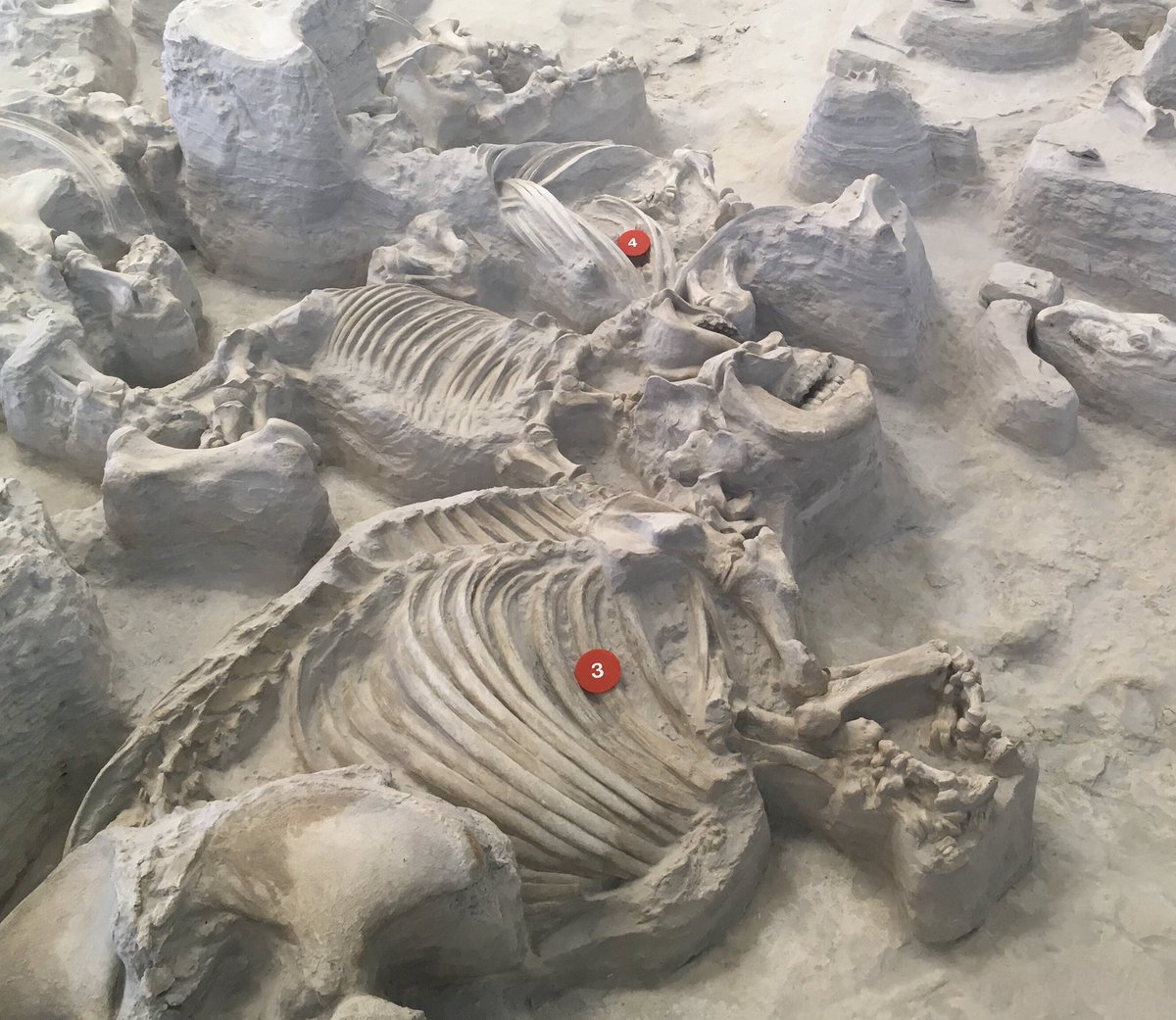 limnojess's tweet photo. Saw some great fossils today at #AshfallFossilBeds in Nebraska! #IANRontheRoad https://t.co/Bq5uUNnFEi