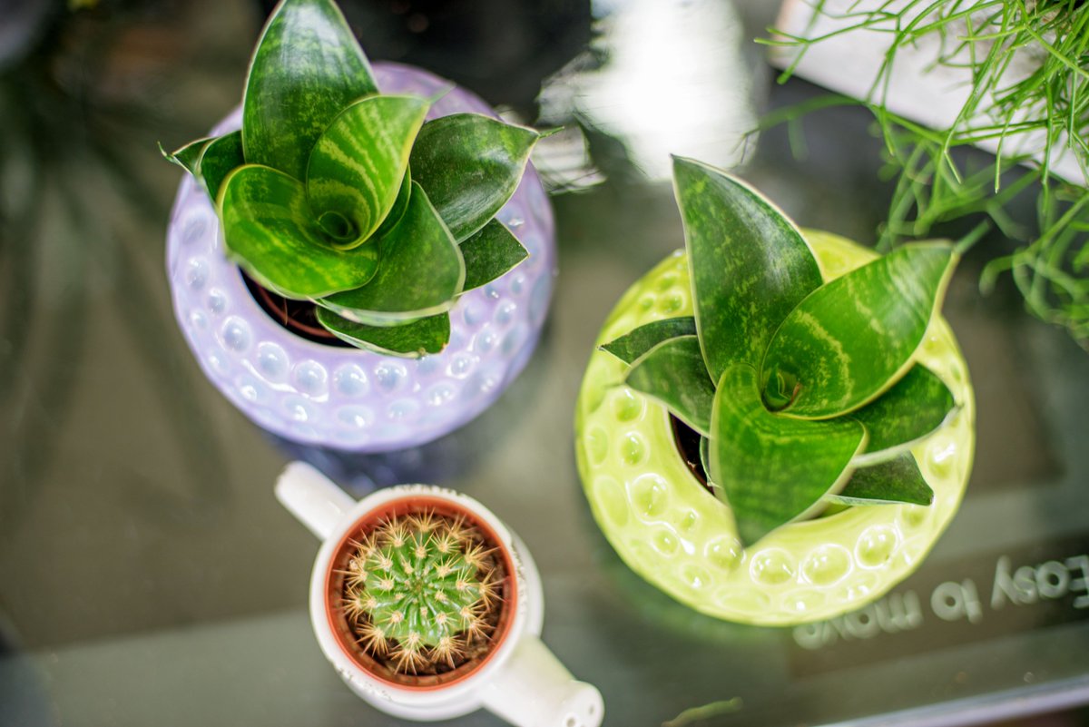 FlowersStyle's tweet image. Как вы относитесь к деталям? Согласитесь, небольшие мелочи в интерьере, как например мини-букетик или кактус в красивом горшке, задают настроение на целый день! 
#КрасотаВокругНас
🌵🌿🌾
#флористика #цветочнаякомпозиция #букет #цветочныйстиль #харьков #цветы #декор