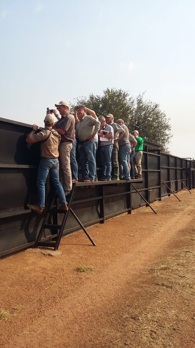studgamebreeder's tweet photo. There is nothing quite like being close to the excellence of @NyumbuGame 
#clientflyintrip #SGB2018 #gameauction #wildsveiling #gamebreeders #wildboer https://t.co/RQeoZrvVjo