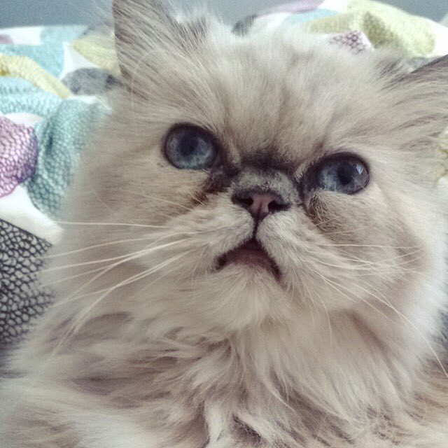 Happy #InternationalCatDay2018. Lola is the best though. #InternationalCatDay https://t.co/dLhaXMMyX<a href="/tag/internationalcatday2018"class="tags">#InternationalCatDay2018</a><a href="/tag/internationalcatday"class="tags"><span>#internationalcatday</span></a>