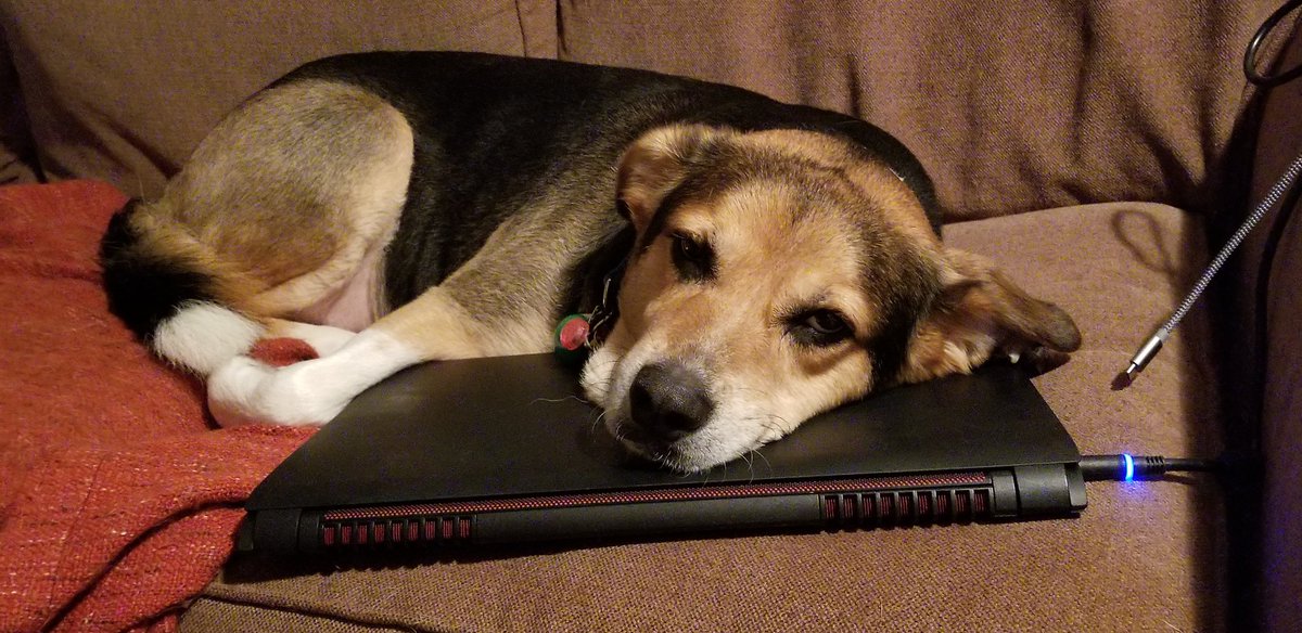 HarvMilkboneATX's tweet photo. Daddy, you've had enough computer time today. Now, you must play with me! https://t.co/z3GHwiZL1L