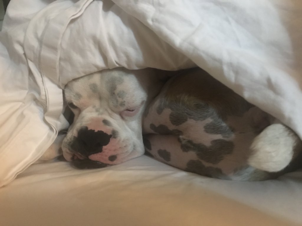 TeachLikeAGirl's tweet photo. Every night at bedtime he starts to flip the covers with his nose until I lift them up and he can cuddle up next to me ... how he doesn’t suffocate I’ll never know. #OhGus https://t.co/YhlQlnK00h