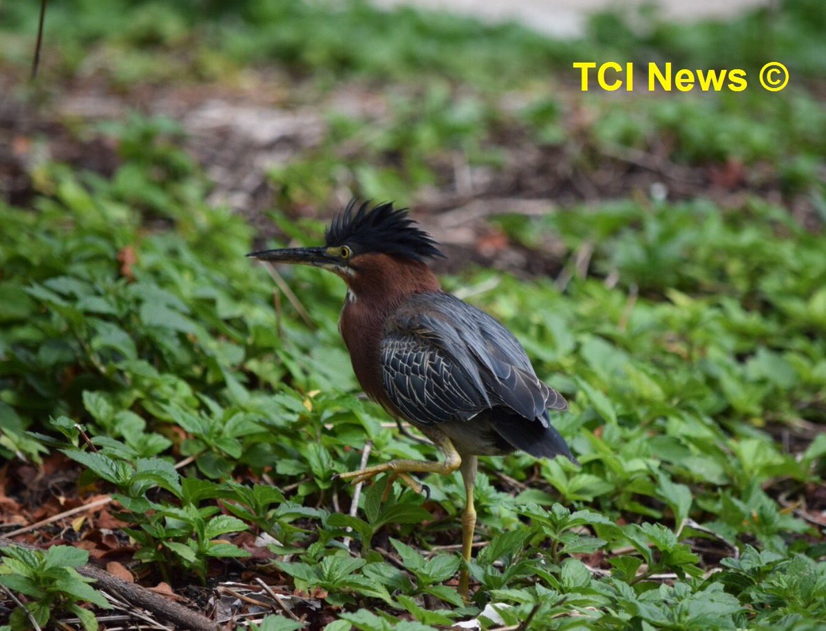 Weather forecast for the #TurksAndCaicos Islands for Thursday, Aug. 9, 2018:    mainly sunny and beautiful. High 31C/87F. CO2 at 407.46 ppm on Aug. 7th. #GreenHeron #ButoridesVirescens