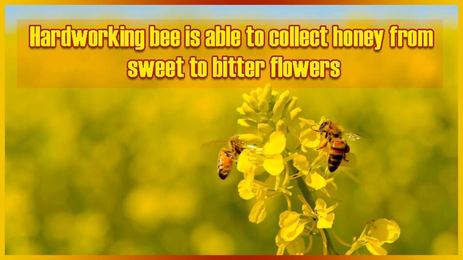 BeyondTheBee_NP's tweet photo. Hardworking bee is able to collect honey also from sweet to bitter flowers.
#HardworkingBee #CollectHoney #SweetFlower #BitterFlower #HoenyNepal #BeyondTheBee #FlovourHoney https://t.co/E6b7z6qUe9