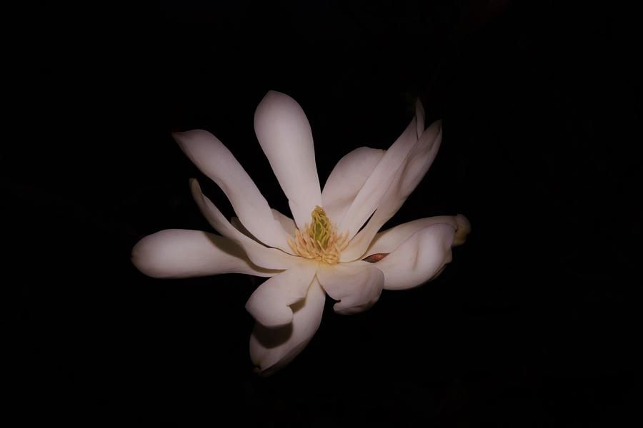 ibgbeauty's tweet photo. Star Magnolia by Karen Silvestri https://t.co/N4s4h8itQJ @ibgbeauty #magnolia #flower #star #StarMagnolia #photography #springtime #dramaticpieces https://t.co/iBMvLDYhIk