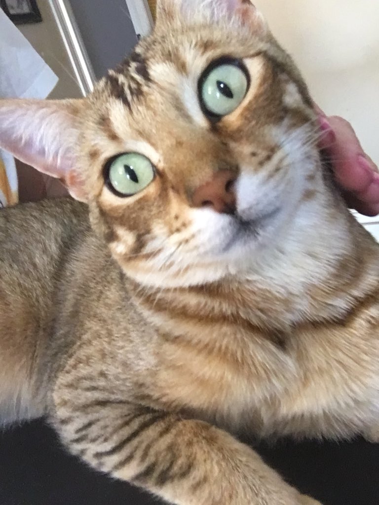 pash4fash9's tweet image. #crackcat #cat #cats #funnycats #meow