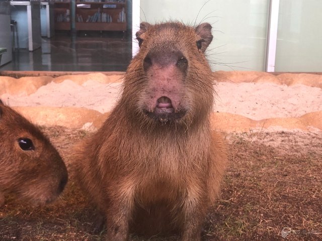 新江ノ島水族館 対して カピバラ ヒナタ 変顔中 T Co Lxxwwkce4t T Co Msk3heugnn Twitter