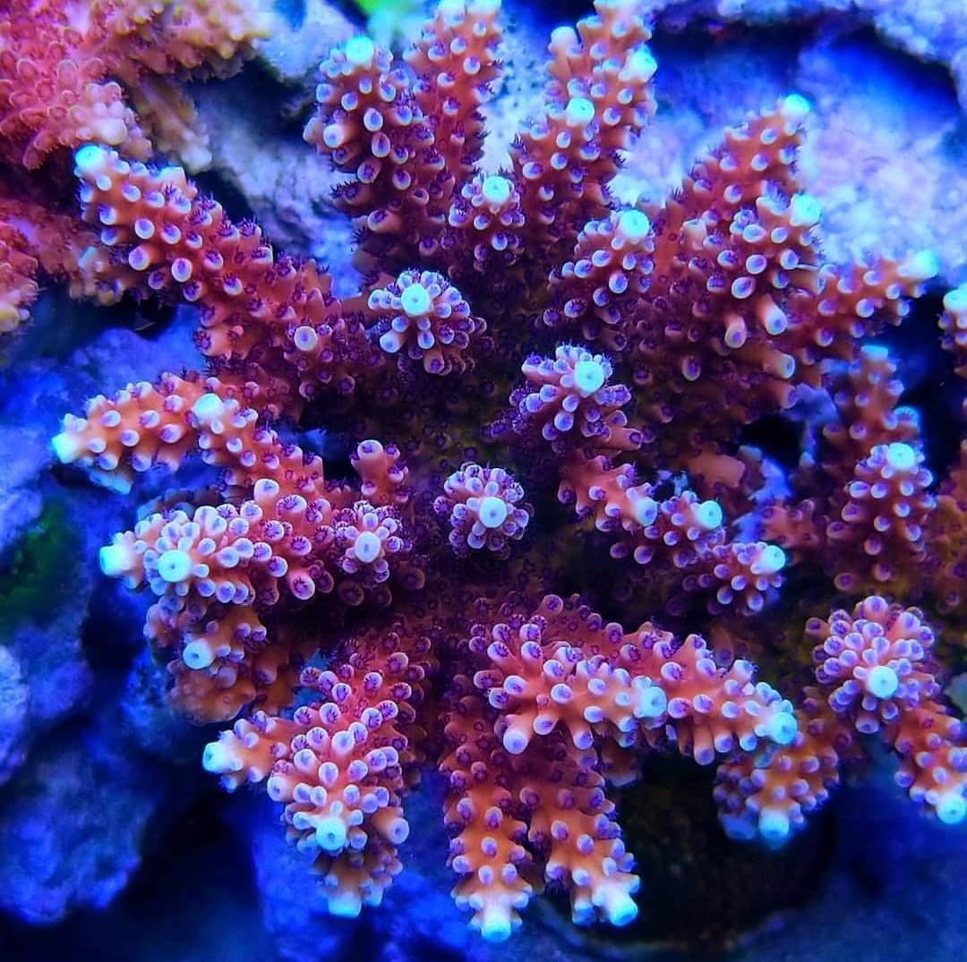 BudmansCorals's tweet image. 💗💕💘Reef Raft Canada Pink Cadillac💘💕💗