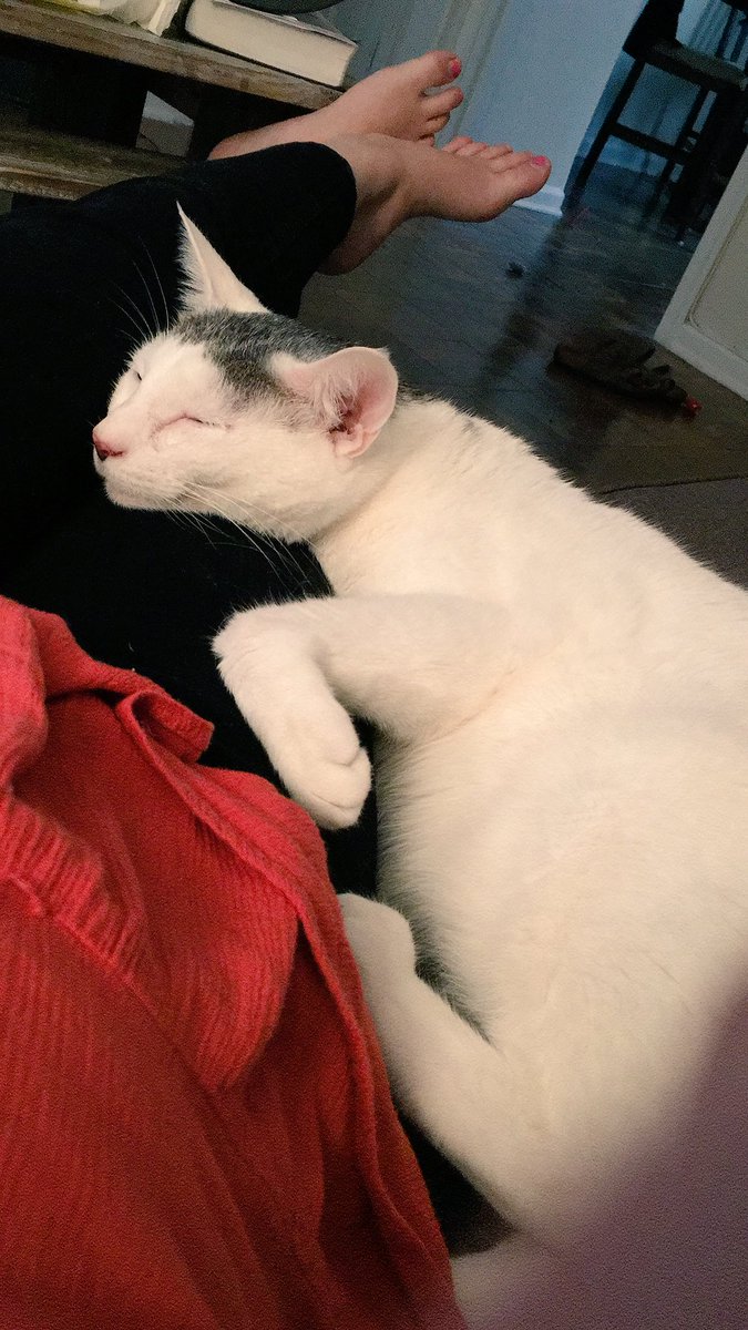 sarahcbenge's tweet photo. Happy #InternationalCatDay to my sweet child Louie!!!! https://t.co/IflNJCfRc9