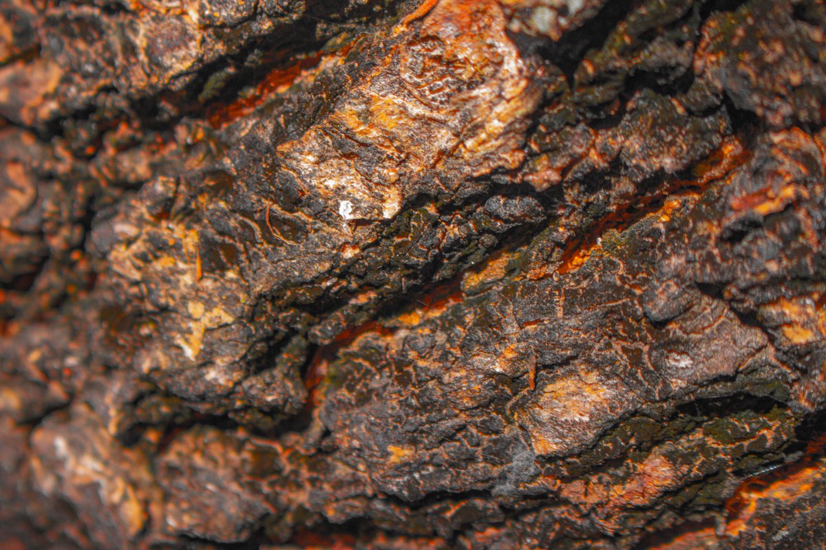 JasKMeier's tweet photo. Lava rocks
(just kidding, its only tree bark)
#HCIDMT https://t.co/7AFCqASgJP
