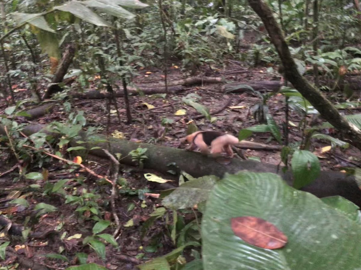 CVAnderson_USD's tweet photo. Some photos of other animals seen during Anolis field work at Corcovado National Park, Costa Rica. Photos of a Nothern Tamandua, Casque-headed lizard, White-nosed Coati and a Spectacled Caiman. #AndersonLabUSD https://t.co/sq8P2xUyVz