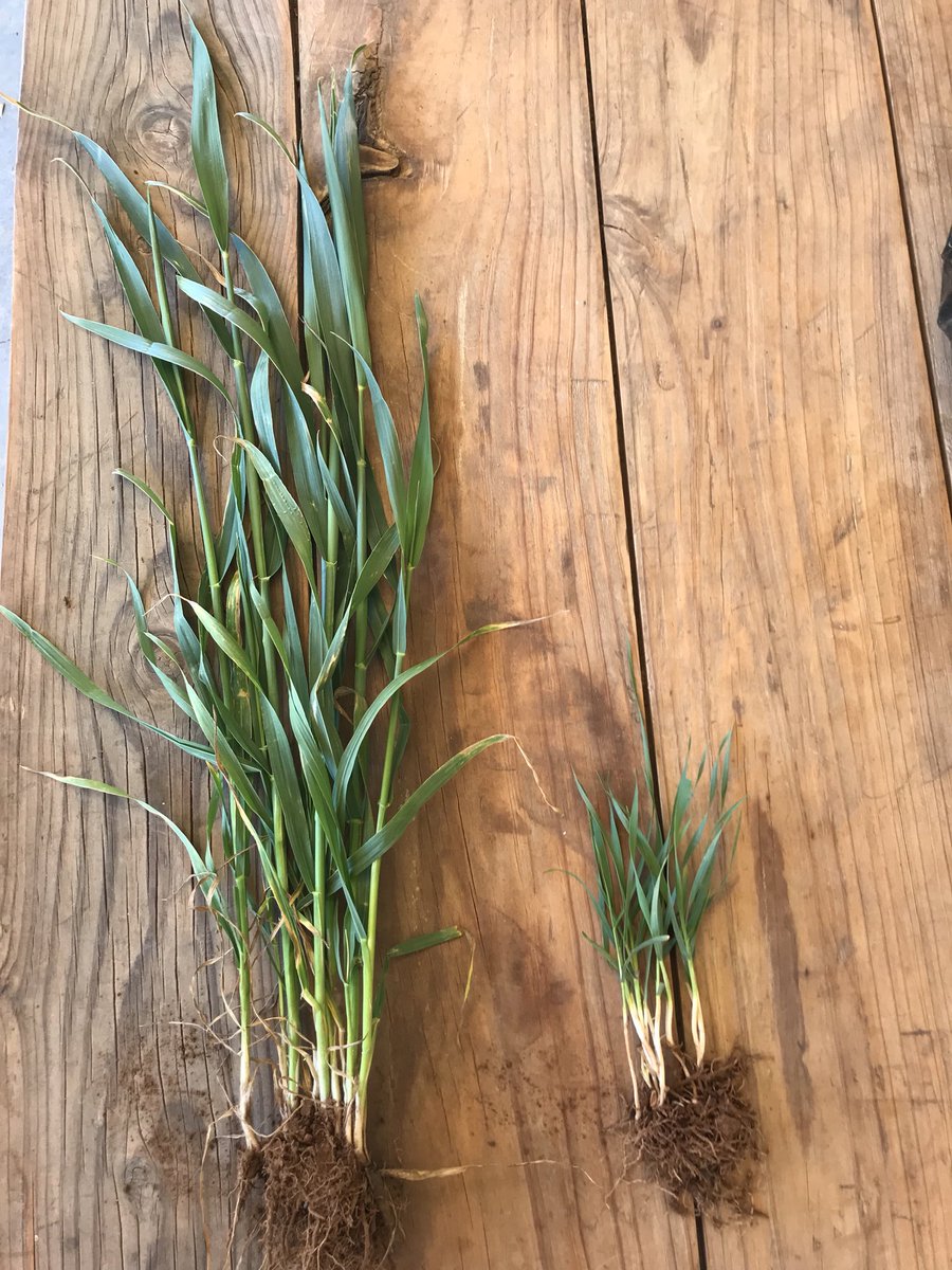 Left: Sceptre wheat sown first week in May 10km west of Eudunda. 
Right: Sceptre wheat sown dry first week in June 10km east of Eudunda.  Gonna be a interesting couple of months 🤔🌧