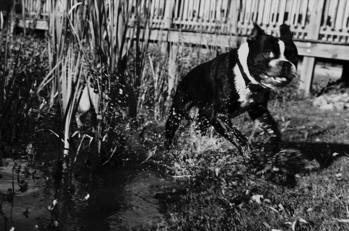 TheLiarsCircus's tweet photo. #funwithfrogs ! chasing anything that ribbits or jumps about #bostonterrier #Chihuahua #dogsoftwitter https://t.co/OB6edTq5rk