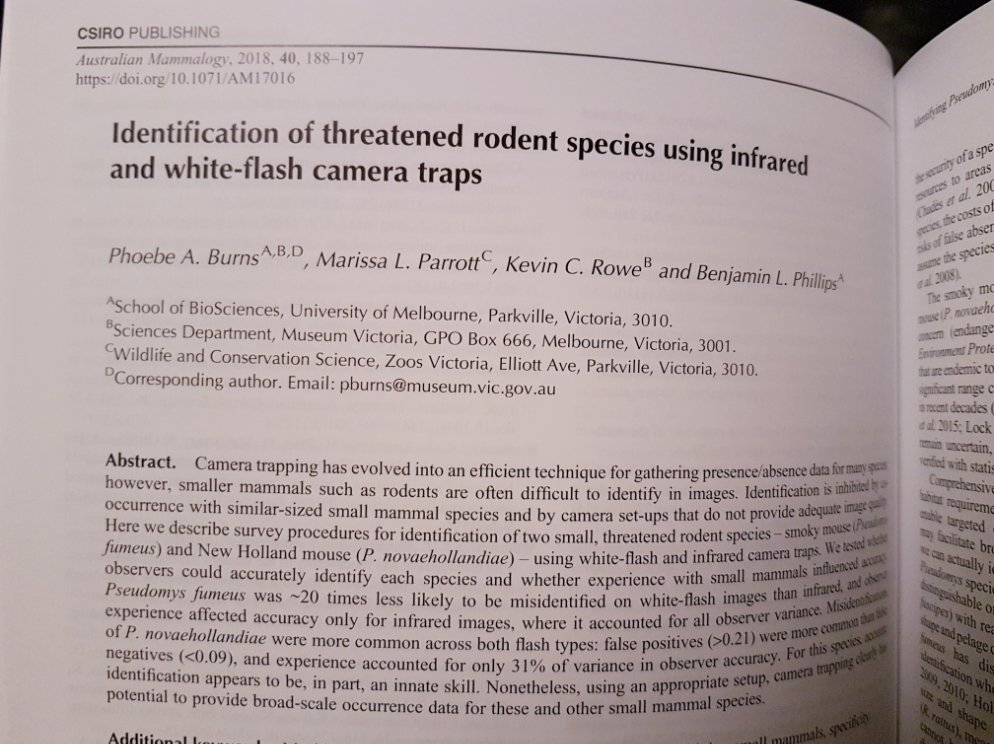 A lovely surprise in the mail - our new paper on #threatened #rodent identification in hard copy! Huge congratulations to @PABurns_ for her excellent PhD paper on #NewHollandMouse & #SmokyMouse ! @MVMammals @benflips @ZoosVictoria @museumsvictoria @unimelb #FightingExtinction