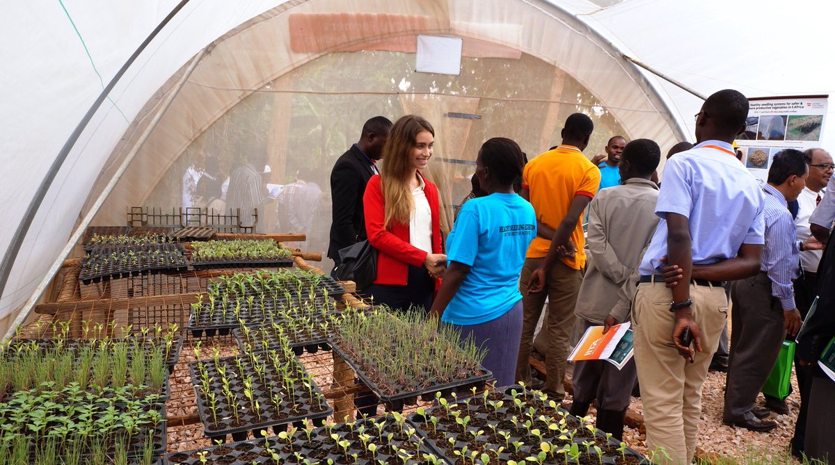 Successful #KnowledgeSharing last week at the @IITA_CGIAR healthy seedlings exhibition in Gayaza – a multi-stakeholder project funded by the Austrian Ministry of Finance to increase #vegetable production through biologically-based pest damage reduction. 🍅🌱#R4D #GreenAgriculture