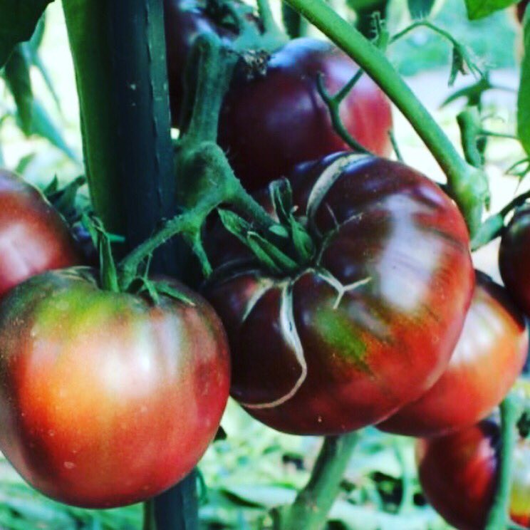 FareTable's tweet photo. #Brandywine #HeirloomTomato #August #TisTheSeason #FareTable https://t.co/JoA4yLIO88