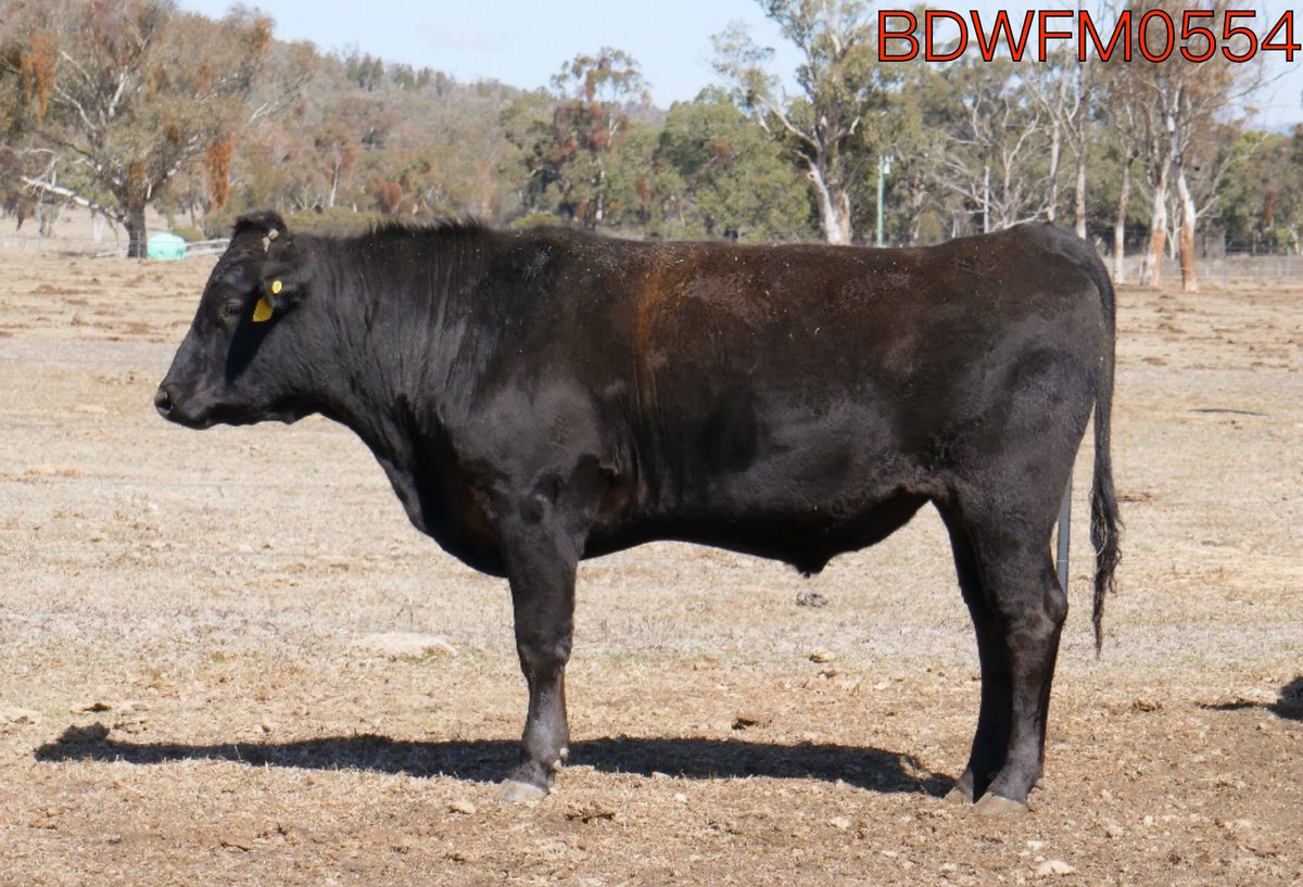 KEEP YOUR EYES PEELED 👀 For the upcoming Premium Wagyu Sale! On Friday the 7th of September, semen from these three handsome bulls will be on offer at the Sale so be sure to check it out 💥👨🏼‍💻👩🏽‍💻 Check out the <a href="/AustWagyuAssoc/">Aust Wagyu Assoc</a> website for more details!