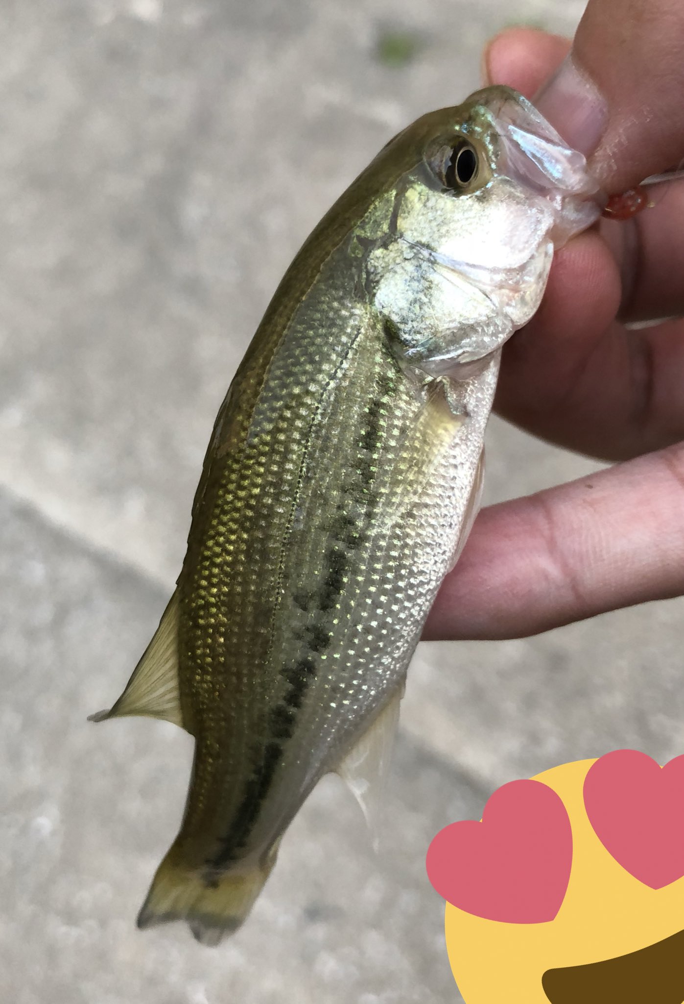 釣り人k 福岡 竿 鱒レンジャー ライン メバリング用の2 5lbナイロン 川バスだし鱒レンジャーだし すごく引きが楽しい 子バスちゃんはミニグラスミノーで沢山釣れました 25位のはミノーで3匹 T Co Ogtydgtcmp Twitter