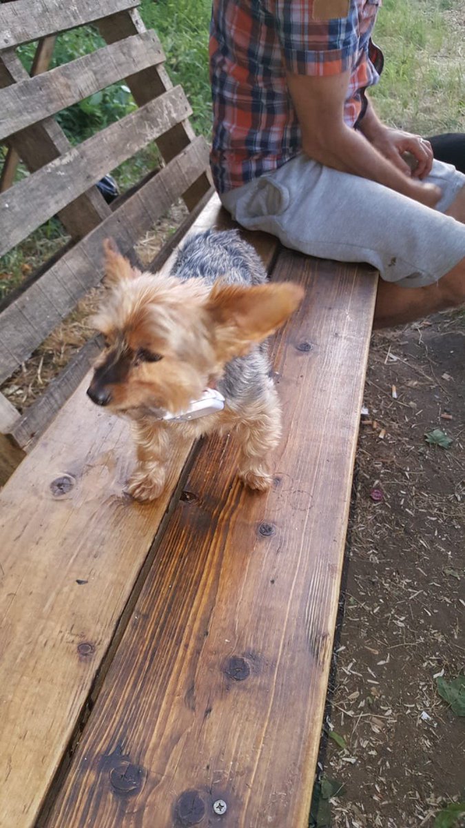 e17paul's tweet photo. We’ve lost our little Yorkshire Terrier Ruby. Please call 07941316064. Vets &amp; animal charities know, so can identify her chip (@ East Ham in East Ham, Greater London) https://t.co/NmKKHJ3oEl https://t.co/8QhHsISkHW