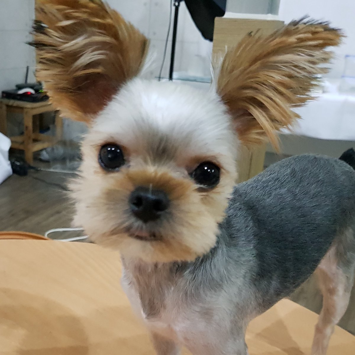 mujin77's tweet photo. #NewProfilePic https://t.co/FZVdnjkELF