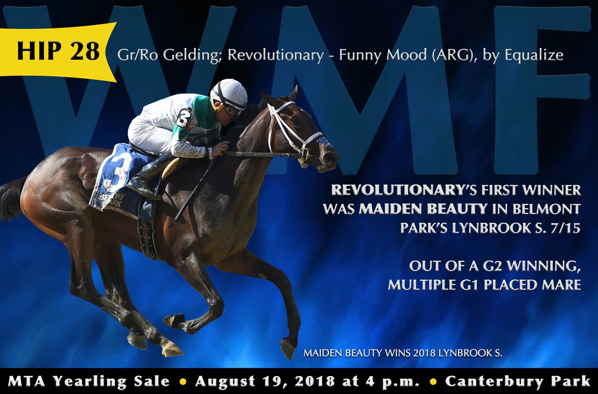 WoodMereFarm's tweet photo. #Hip28 at the MTA Yearling Sale Aug. 19 @CanterburyPark is a @minnesotabred g. by @WinStarFarm’s Revolutionary (sire of @NYRA’s Lynbrook S. winner MAIDEN BEAUTY) o/o a G2 winning, multiple G1 placed mare. For more info, visit https://t.co/JeRXzbnNPi https://t.co/8bKbWz2iKt