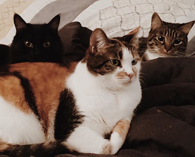 srcvalencia's tweet image. Definitely feline #InternationalCatDay. These fur babies definitely keep life interesting 😸 @tyler_kipsonline ift.tt/2npbpf6