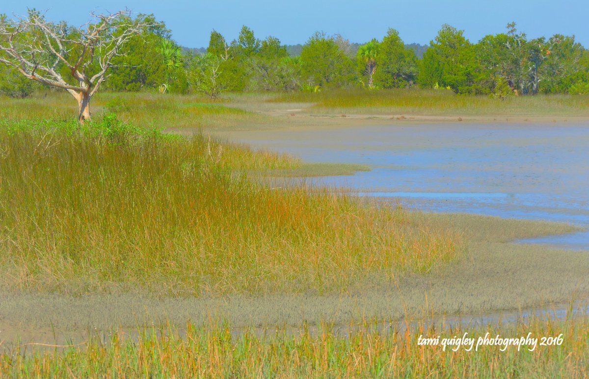 Wild In Dixie tami-quigley.pixels.com/featured/wild-… #ArtisticThursday #FineArtPrints #ImageLicensing #Gifts #Decor #art #CanvasPrint #MetalPrint #PinckneyIsland #NationalWildlifeRefuge #Lowcountry #lowcountrylife #Landscapes #SouthCarolina #SC #LehighValley #MyHappyPlace #500pxrtg #Dixie