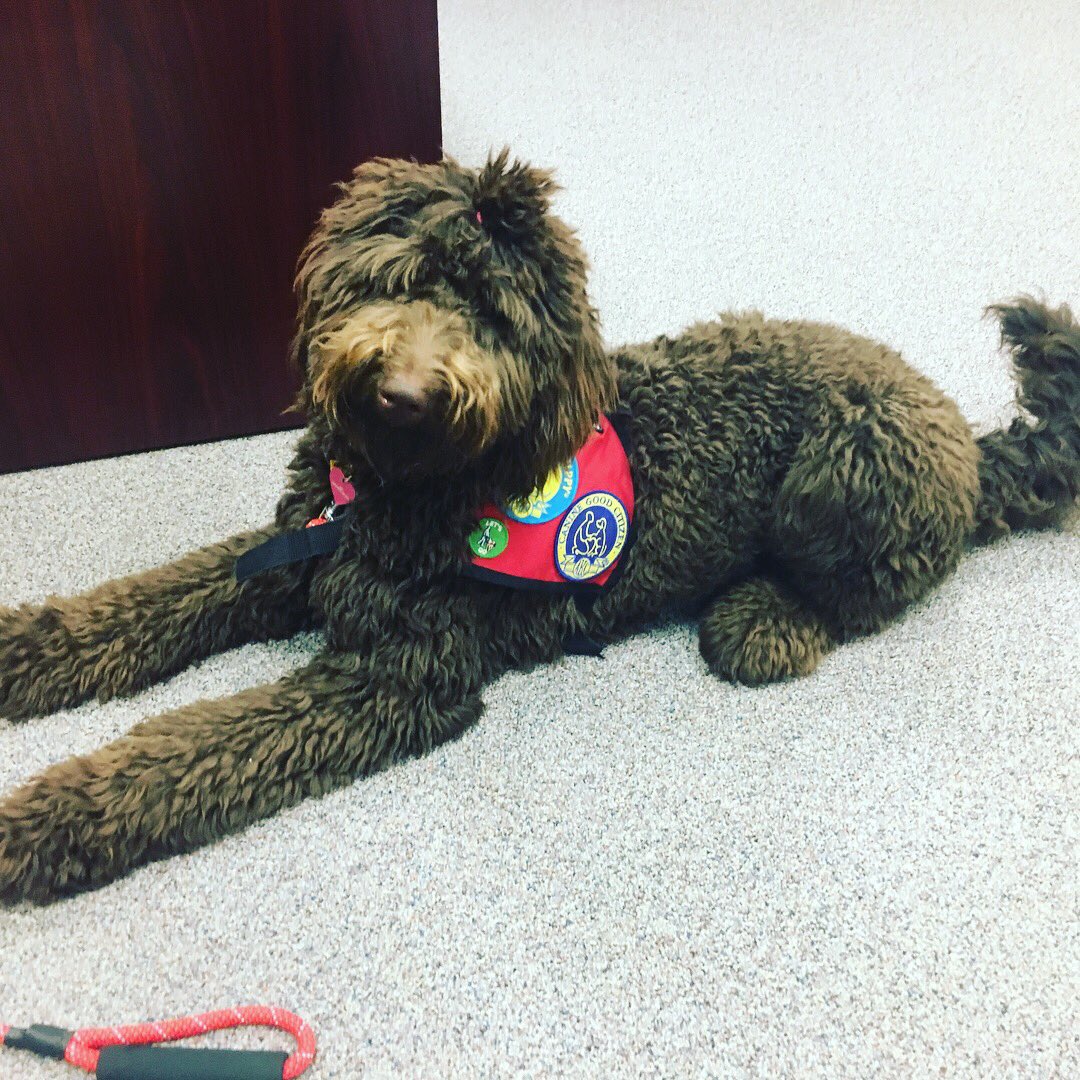 Up and coming NBE’s Canine Counselor Roo. Starting her journey at North Belt Elementary 2018-2019 @HumbleISD_NBE @HumbleISD_CBS #newstudentwith❤️ #fourleggedfriend