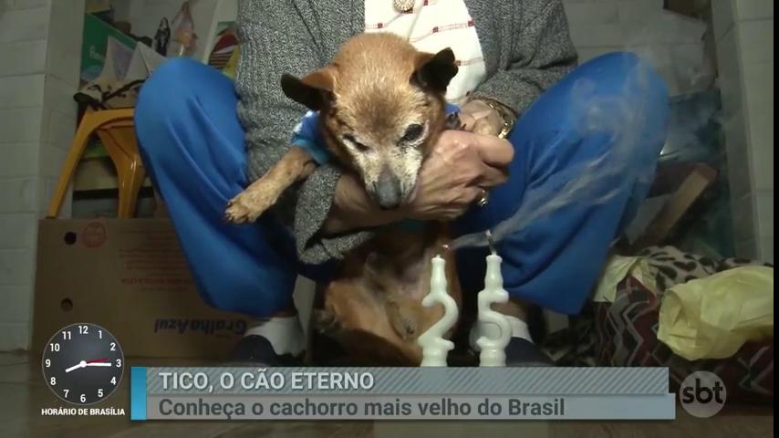 sbtnews's tweet photo. Ao vivo: Tico, o cãozinho mais velho do Brasil, completa 25 anos! #PrimeiroImpacto https://t.co/SuEm5ITCOU