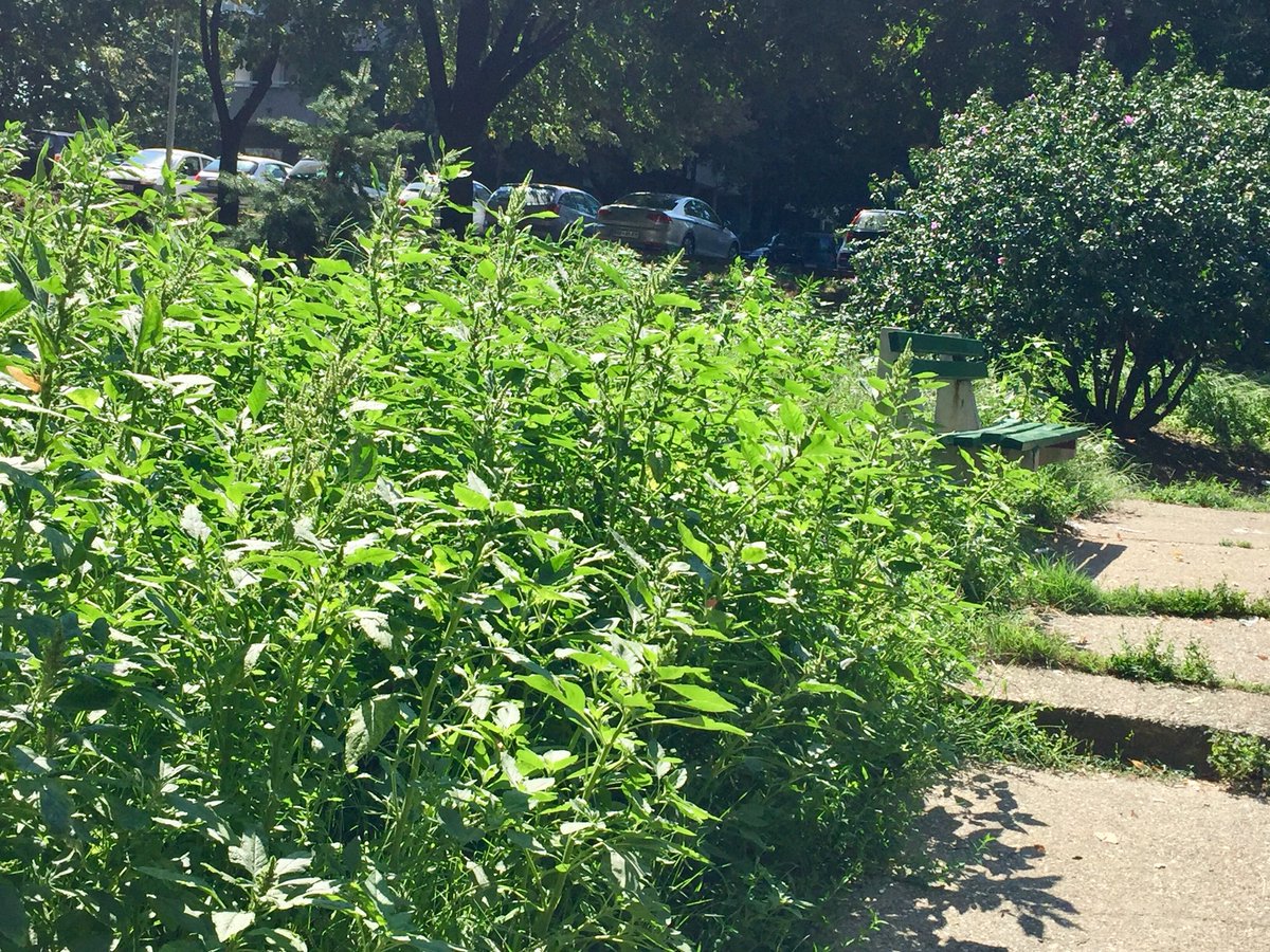 BudiBogsnama's tweet image. Drugi deo parka, trava prolazniku do struka
A tu negde iza travuljine viri klupa 
😞 #zelenilo #haos