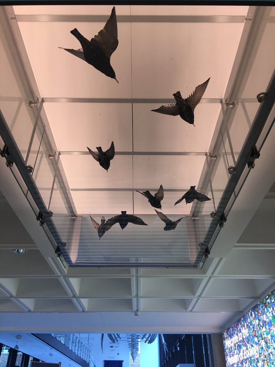 The starlings are escaping the galleries of the <a href="/ZoologyMuseum/">Museum of Zoology, Cambridge</a>!Come and discover more about the artist behind these specimens. Jack Fishwick's <a href="/TringaTaxidermy/">Tringa Taxidermy</a> stunning private collection at the <a href="/ZoologyMuseum/">Museum of Zoology, Cambridge</a> When? Tues 31 July-Sun 16 September. Not to be missed!