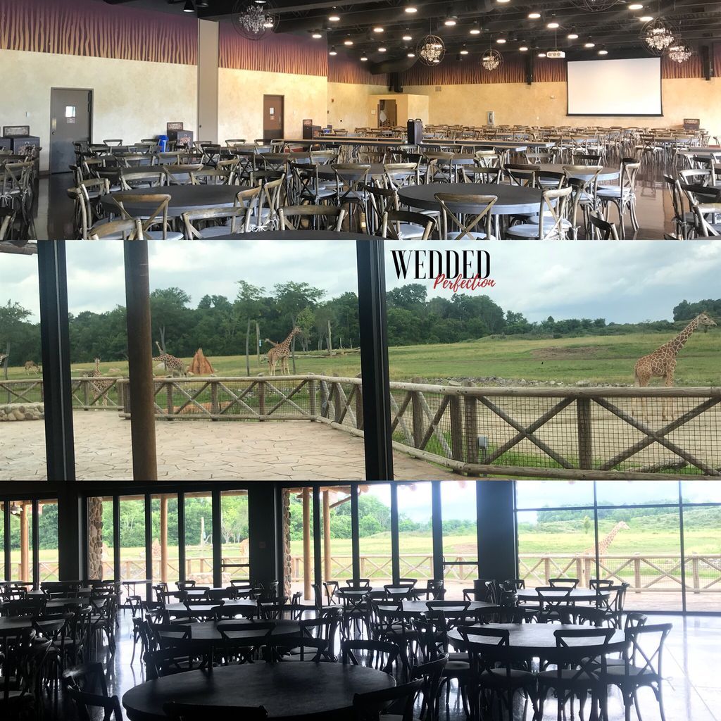 WeddedPerfect's tweet image. Venue tour of the @ColumbusZoo. We got to see animals right out on the terrace of The Africa Event Center! Awesome!!! 
#weddedperfection #columbusweddingplanners #centralohioweddings