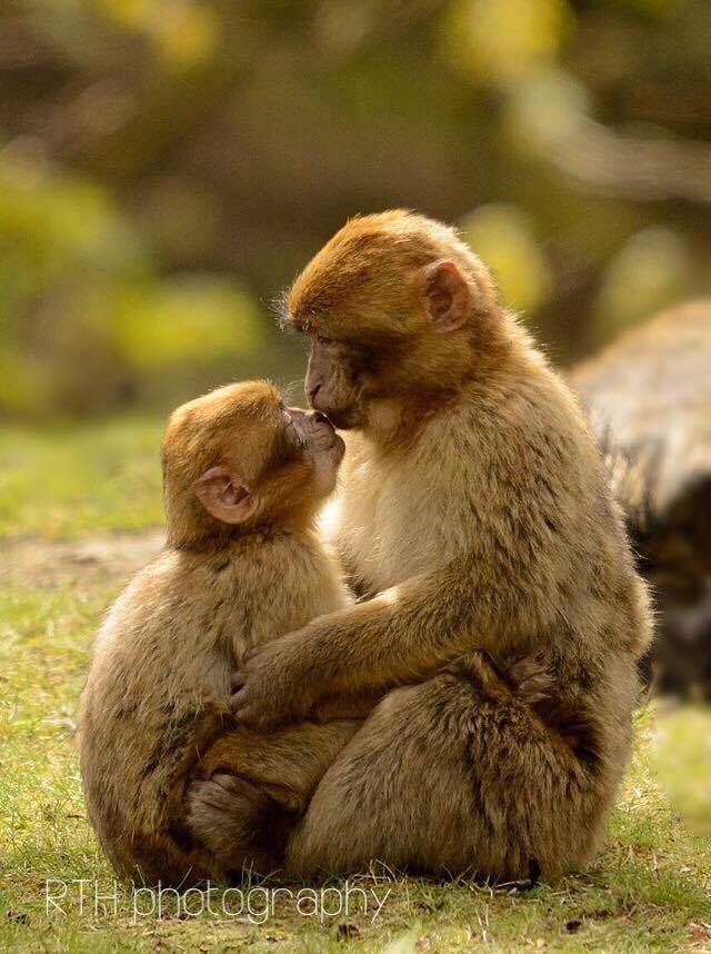 Monkey_Forest's tweet photo. Don't forget to enter our Photo of the Year Competition for your chance to WIN a VIP feeding experience. Share your pics using the #MonkeyPics to enter. Find out more: https://t.co/c5iAOOh71c https://t.co/LAemTilGTd