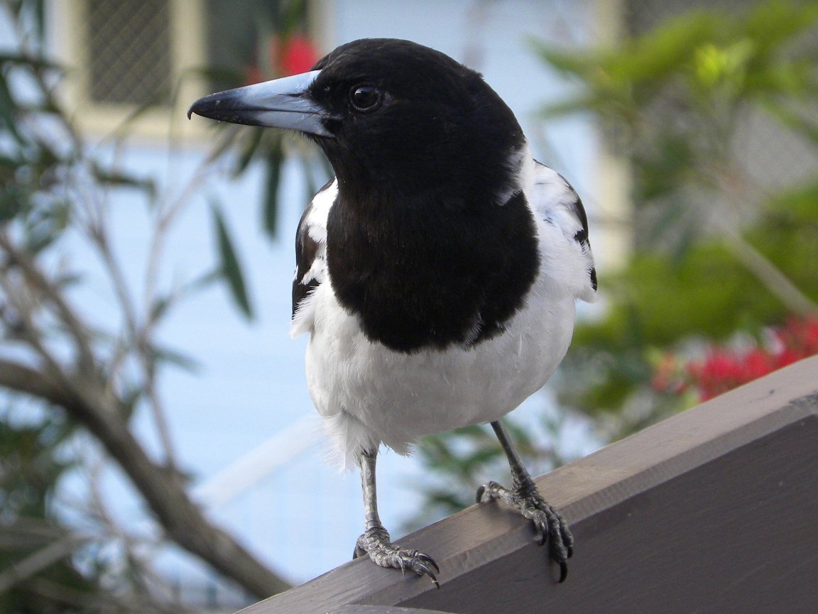 Loveliveku Ring Gai On Twitter Tricky Birds In Your Backyard