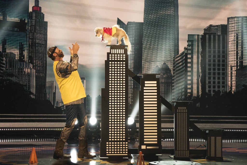ThorandDudeman's tweet photo. ABC GONG SHOW!!! Tomorrow Night Aug 9, 8pm on ABC!@thegongshowabc @abcnetwork #stunts #dog #trainer #princedudeman #ryanthor #gold #friends https://t.co/3dntC8sPf9