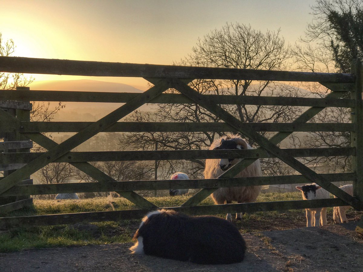Shepherdess. Supporting #farm24     A one woman farm. Earning my living from the land. 20 years of ups and downs. Challenges. Triumphs and tears. I Wouldn't change a thing. My hill farm provides. And I am thankful  Spring #Spring 🐑 🐑🐑<a href="/NFUCountryside/">Countryside</a> <a href="/FarmersGuardian/">Farmers Guardian</a>