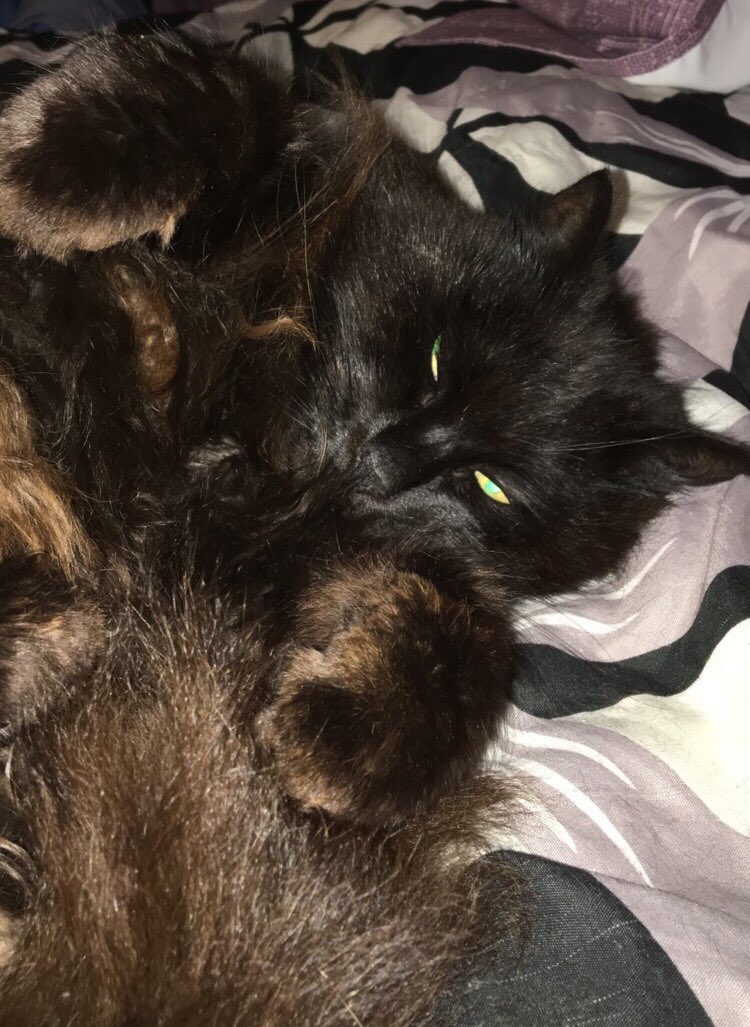 #InternationalCatDay2018 🖤