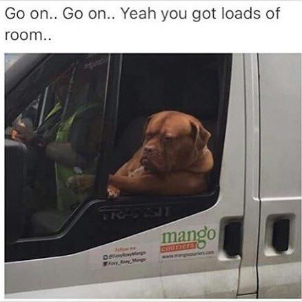 laughing_ninja's tweet photo. 😂😂😂 You could get a bus through there... 😆🤣 #DogJob https://t.co/4zzCt4uqHO https://t.co/glbuXx0dtd