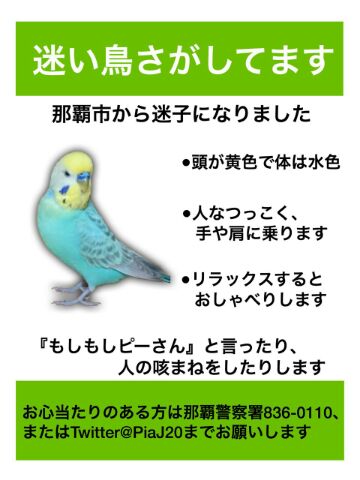 PiaJ20's tweet photo. 拡散ご協力頂いている皆様本当に心から感謝致します。今月でピーを迷子にさせて2年になります母の不注意でした。その日から必死で探してきました今でも探しています会いたいです。保護鳥が増え家族になり忙しく生活が変わってもピーへの気持ちは変わりません。改めてご協力感謝申し上げます🙇 https://t.co/i88F1VA0pP