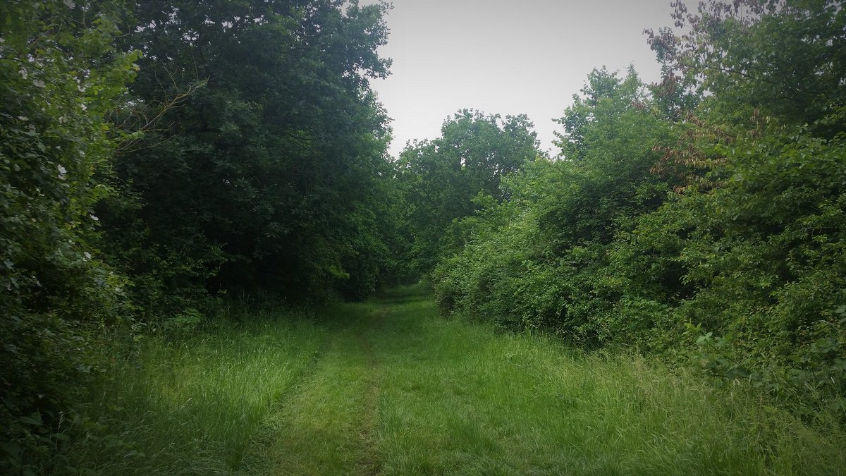 walkerspectacle's tweet image. Walk the Ancient Droves of Tolworth Court Farm, Sunday 12th August dlvr.it/QfJCcw