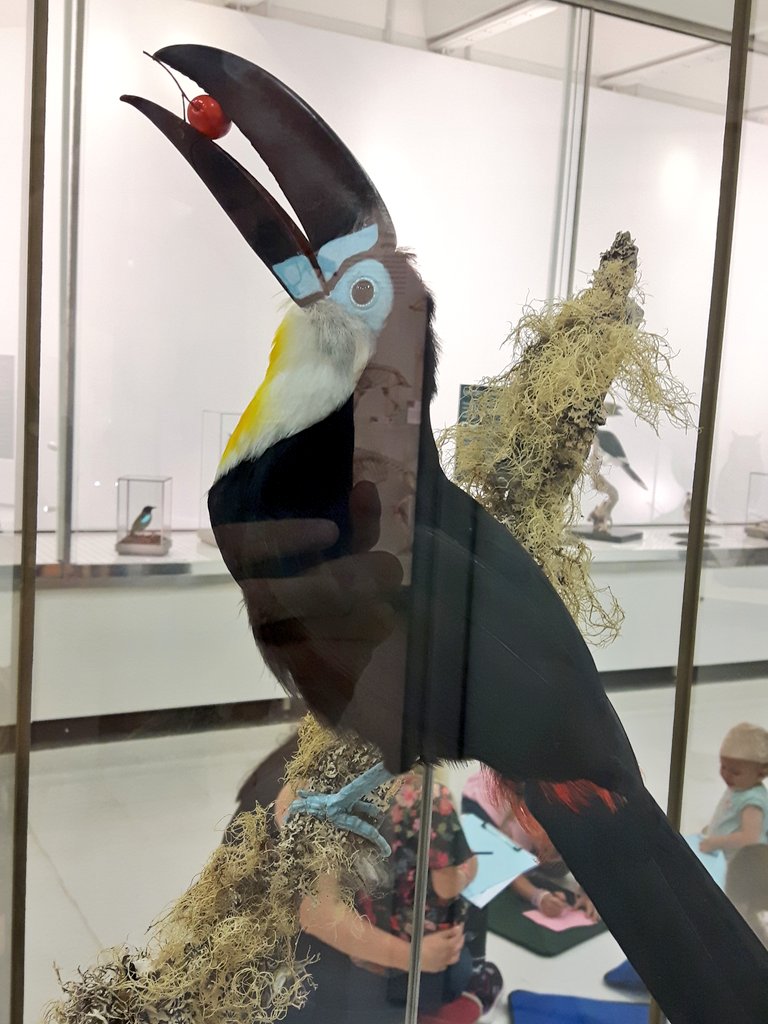 Back to work today and the exhibition of #taxidermy by <a href="/TringaTaxidermy/">Tringa Taxidermy</a> is absolutely stunning. Come to <a href="/ZoologyMuseum/">Museum of Zoology, Cambridge</a> and see it!