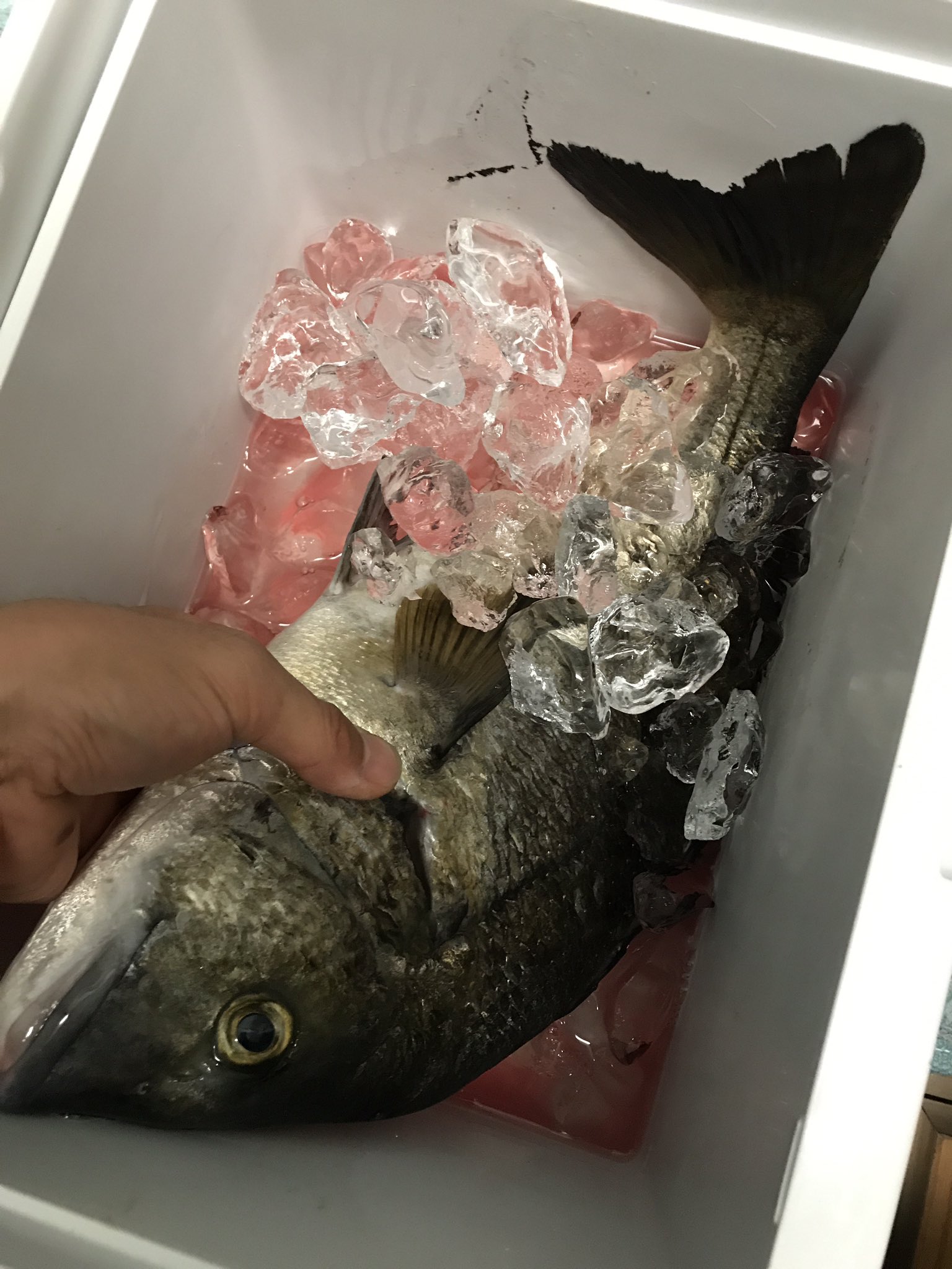 玉 釣りとロック No Twitter 2匹目のpop Xで釣った46 ヒレピンでコンディション良かったので試しに食べてみる 見た感じそれなりに旨いはず この子は虫 など付いてなかったけど 3匹目の48は表面に寄生虫が多かったね W 黒鯛通信 黒鯛 チヌ チヌ