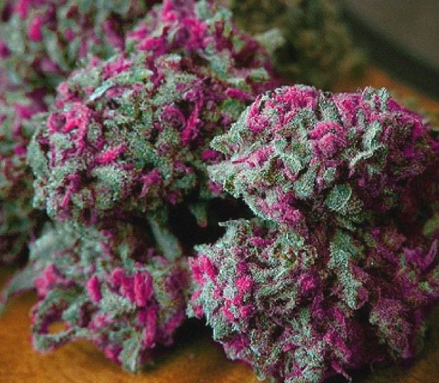 tnbnatural's tweet photo. Come #grow with #TNB. We got it #growing on! https://t.co/7tSiGyAkBL https://t.co/dHel4rTcmi