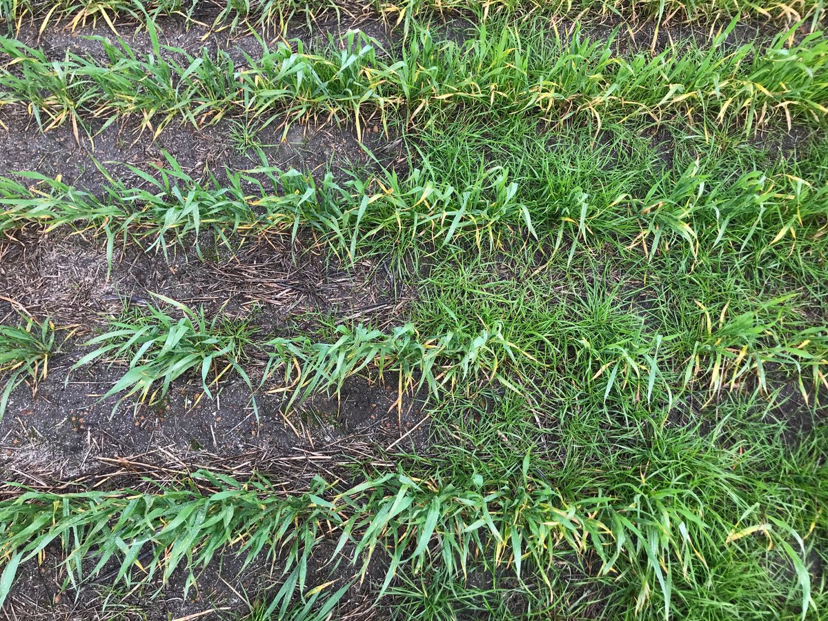 2.5L Tref right - Sakura L. Unfortunately seeing this more and more in the paddock, reduced efficacy of Treflan