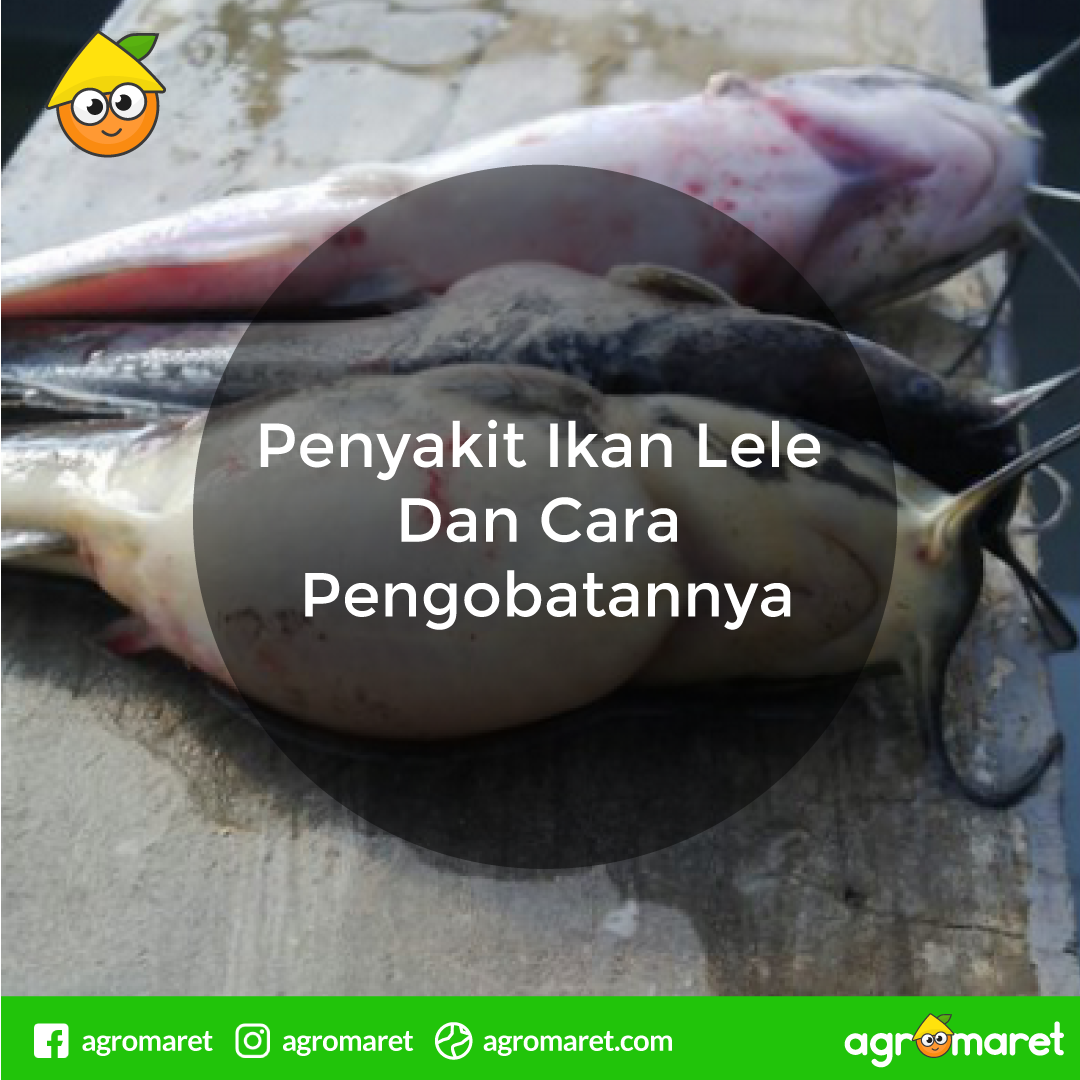 AgromaretID's tweet photo. Ikan lele terkenal jenis ikan yang tahan segala kondisi air.

Namun, bagaimanapun ikan lele memiliki kelemahan tertentu dari beberapa penyakit ikan lele. seperti pada penjelasan di bawah ini.

https://t.co/evuEw08LO9
#lele #ikanlele #lelesangkuriang #budidayaikanlele https://t.co/GtGhfaEPli
