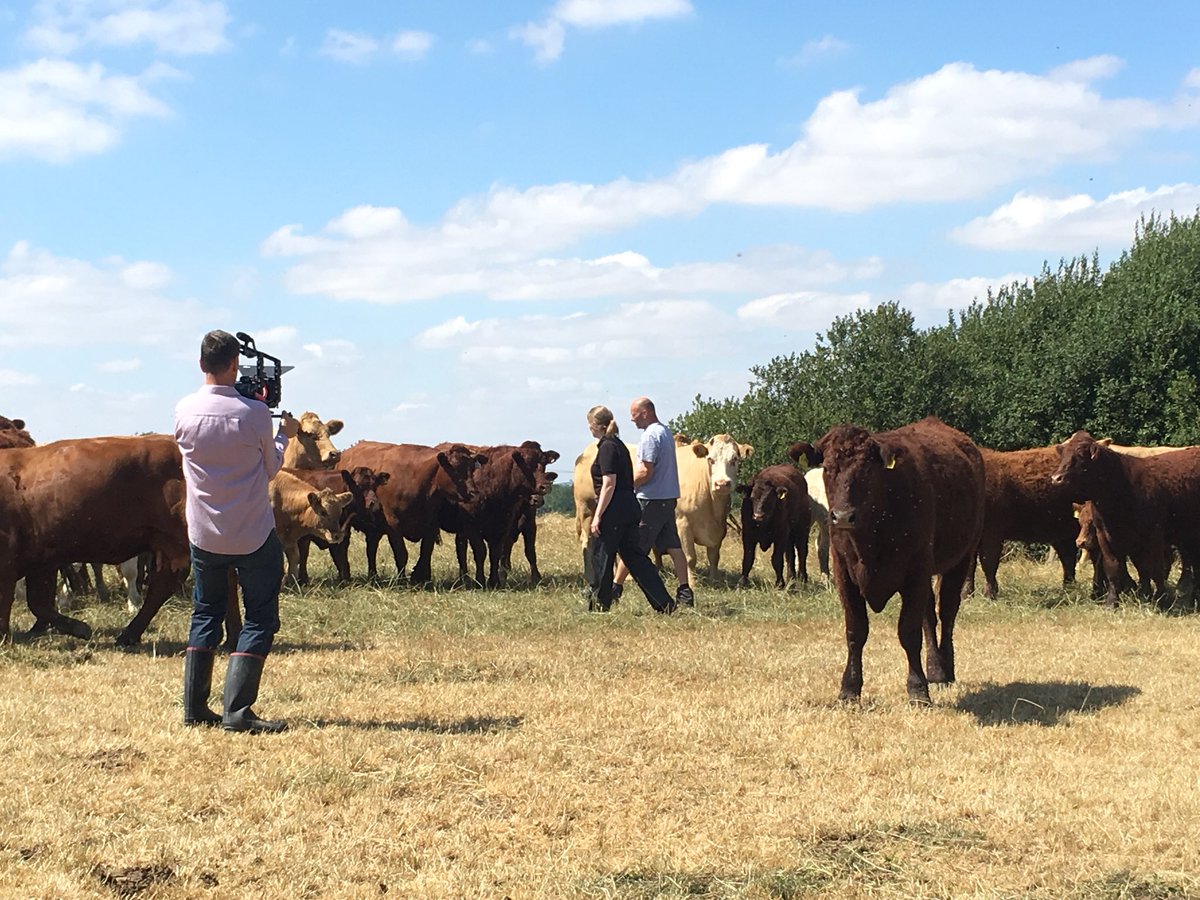 AlyBalsom's tweet photo. Filming for @BVDFree with @TowFarmVets @PhilwSaunders and Pete Burbage on how and why beef farmers can keep their stock BVD free #farm24 https://t.co/JTDsjViarq